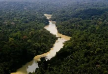 Dia da Amazônia